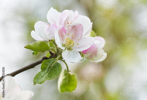Blooming flowers of apple tree. Close up of apple bud.	
