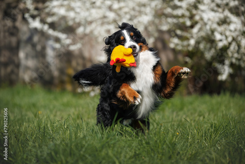happy bernese mountain dog jumping and playing with a soft toy outdoors on grass with blooming trees in the background