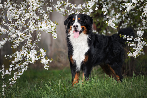 bernese mountain dog standing under a blooming cherry tree in spring