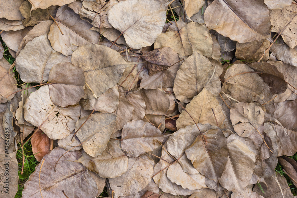 A pile of dry bodhi leaf on ground