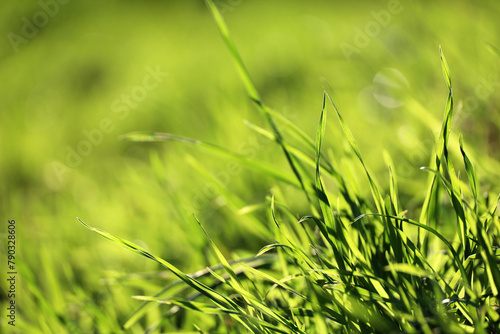 Light green grass in sunlight, blurred background. Fresh spring or summer nature, sunny meadow