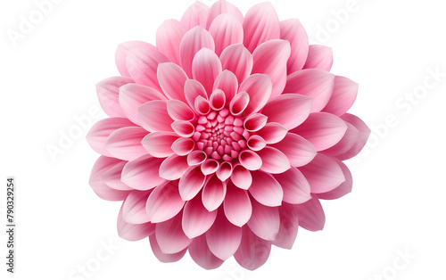Translucent Background and Pink Flower from Above