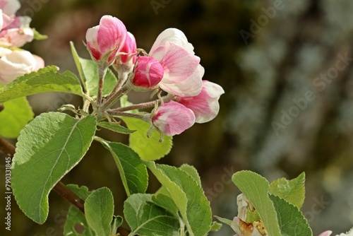 Blühender Apfelbaum im April