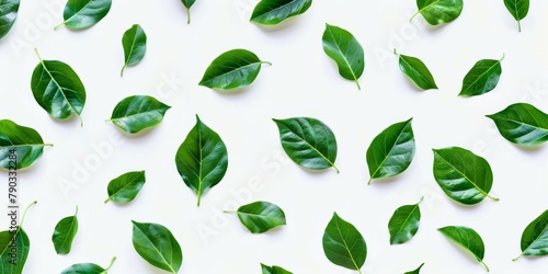 Wallpaper Mural leaf pattern, white background, green leaves, simple colors, flat design Torontodigital.ca