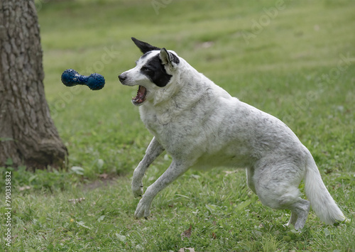 Puppy Playing Fetch © Sandra J Photography