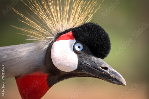  grey crowned crane (Balearica regulorum), also known as the African crowned crane, golden crested crane, golden crowned crane, East African crane, East African crowned crane, African crane,  photo