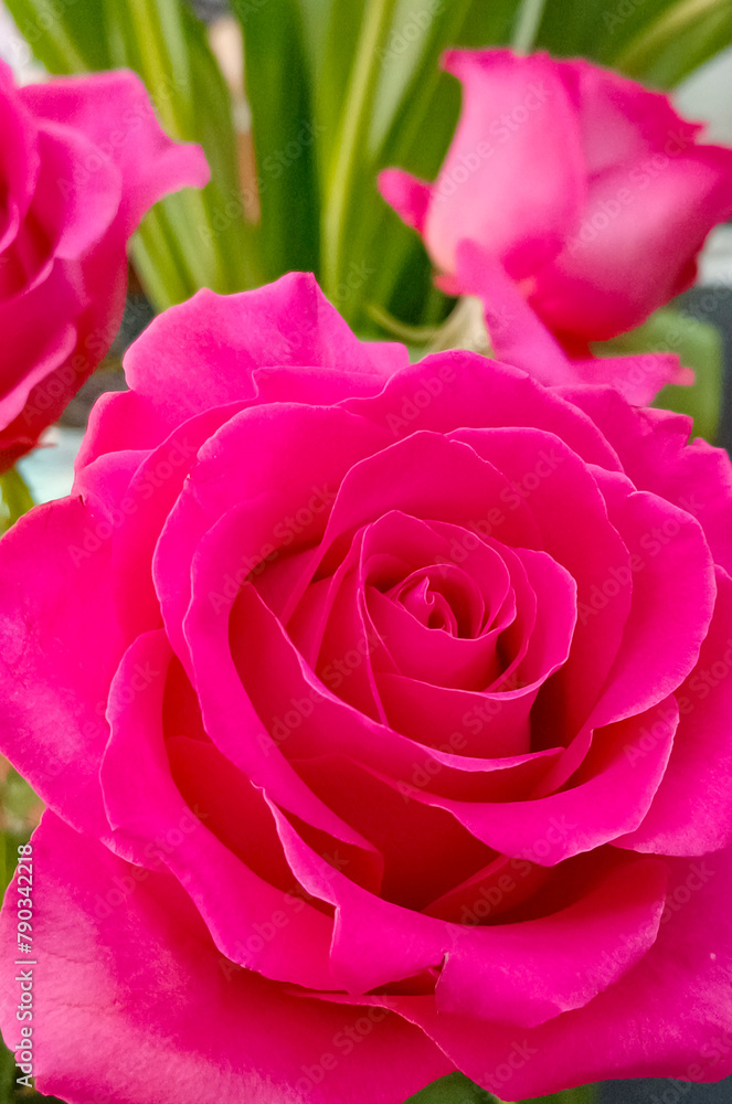 Fototapeta premium Pink roses natural floral background close up vertical photo. Fresh flowers in bouquet buds top view.