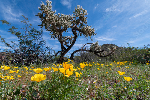 Spring wildflowers and cholla cactus