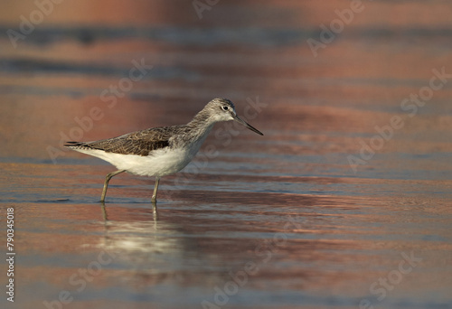 Common Greenshank with dramtic hue of light on water at Maameer coast of Bahrain photo