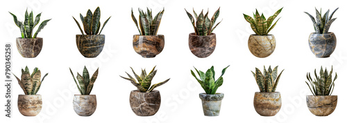 Snake plants in marble pots isolated cut out png on transparent background