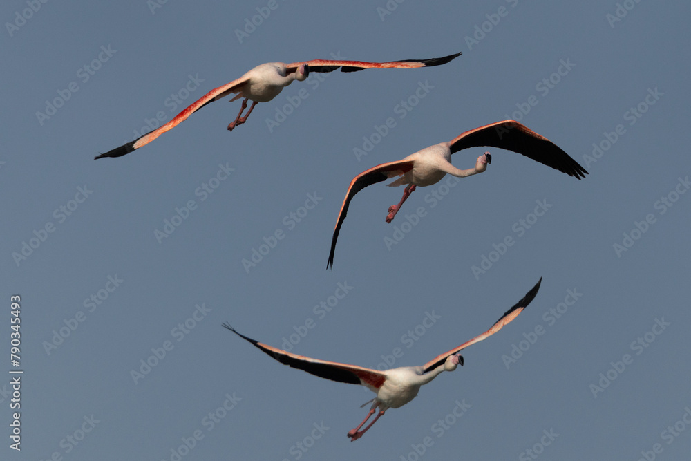 Fototapeta premium Greater Flamingos flying at Mameer coast in the morning, Bahrain