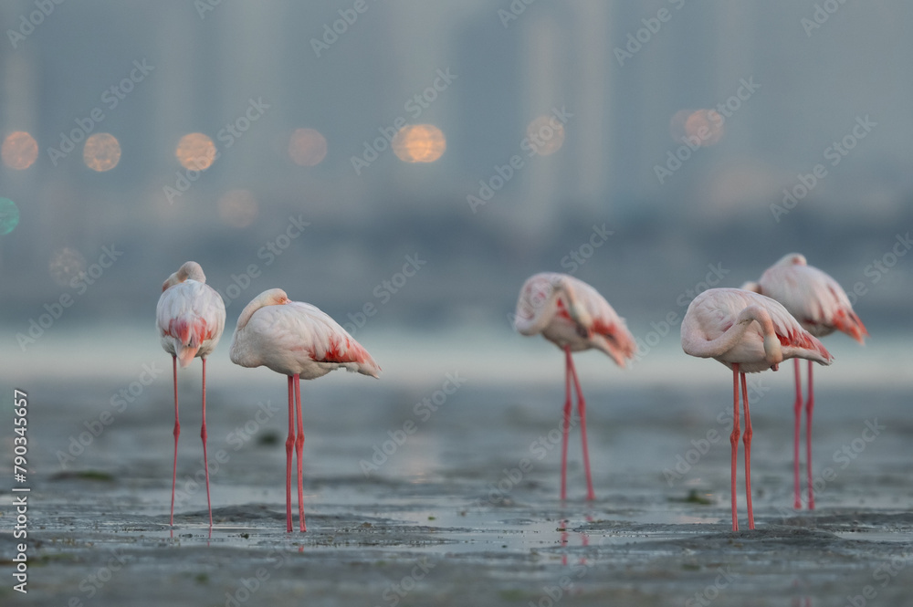 Greater Flamingos  sleeping in the morning hours with dramatic bokeh of city lights at Eker creek, Bahrain