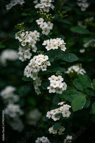 Spiraea cantoniensis, white flowers in the garden