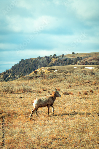 Lone Bighorn Sheep on the Prairies of Theodore Roosevelt National Park in Spring. 