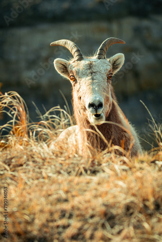 Portrait of  a single Bighorn sheep on the Prairie of Roosevelt National Park in Spring