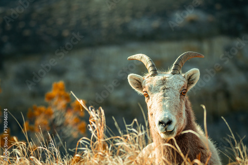 Portrait of  a single Bighorn sheep on the Prairie of Roosevelt National Park in Spring