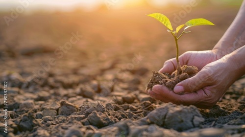 Two Hand holding young plant on Arid land blurred background