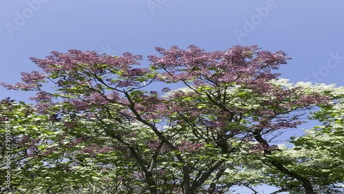 Wallpaper Mural Spring lilac flowers in bloom, vertical video. Torontodigital.ca