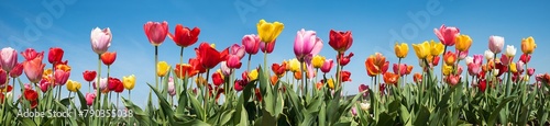 Foto colorful panoramic tulip field  with blue sky background