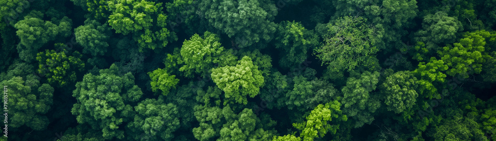 Drohnenaufnahme eines dichten grünen Wald,  Grüner Hintergrund für CO2-Neutralität und Netto-Null-Emissionen-Konzept, Nachhaltige grüne Umgebung, Umweltschutz