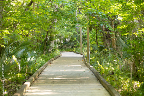 Ecological trail with trees and wooden path