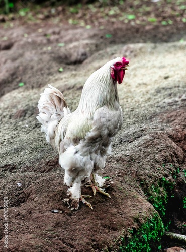 rooster in the farm cock-a-doodle-doo