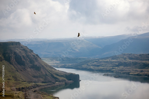 Columbia River Gorge, eagle and juvenile eagle photo