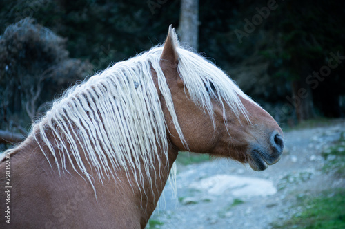 Closeup profile shot of a wild horse in the mountains of the French Pyrenees