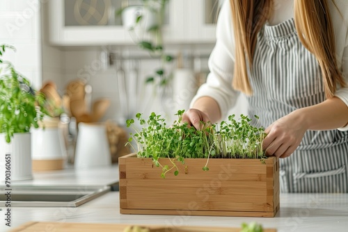 A woman cuts microgreens. Fresh raw organic food, growing microgreens at home. Healthy lifestyle, health care concept