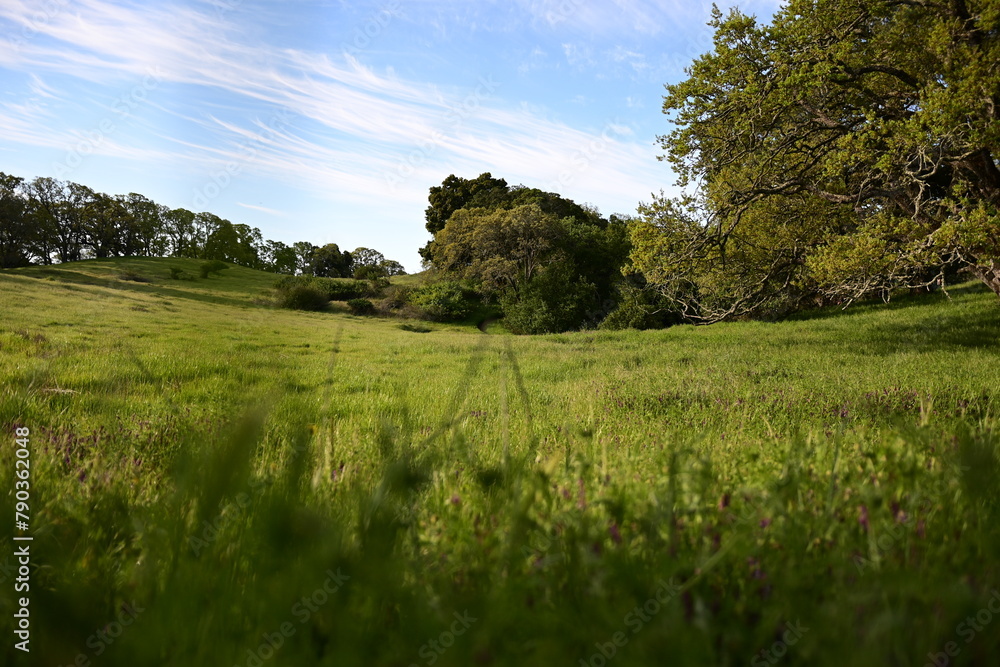 Obraz premium landscape with grass and sky