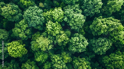 Aerial top view of green trees in forest. Drone view of dense green tree captures CO2. Green tree nature background for carbon neutrality and net zero emissions concept.