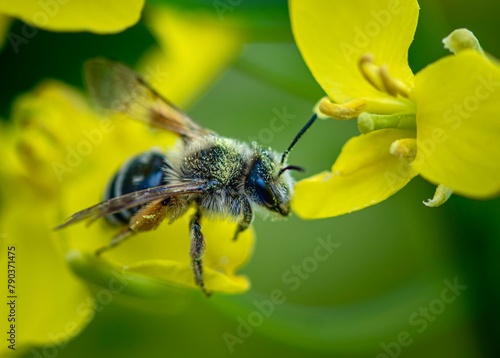 bee on yellow flower of canola 