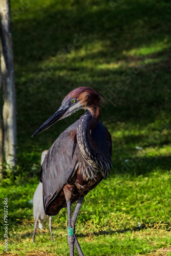 great blue heron ardea cinerea