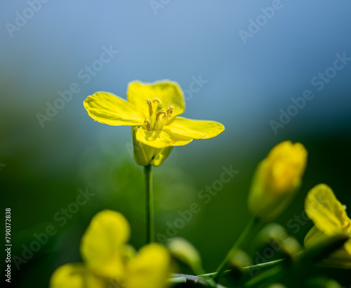 yellow flowers of rapeseeds 