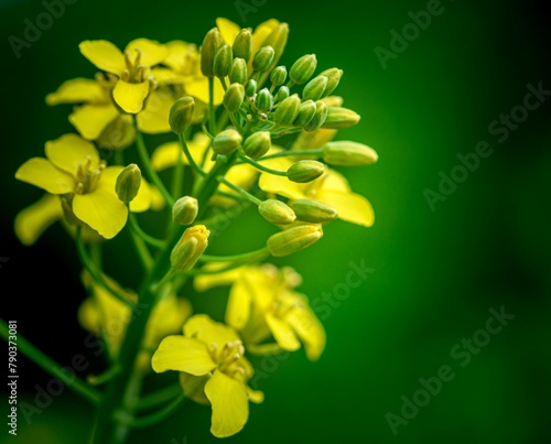 yellow flowers of canola
