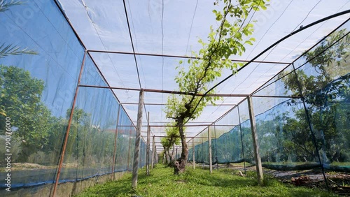 Organic herb garden Gymnema inodorum. photo