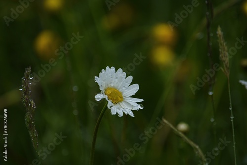 Foto Small daisy with dew drops on green meadow