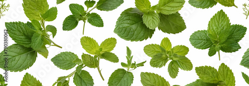 green leaves isolated on white