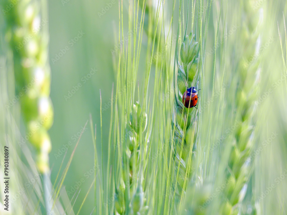 red ladybug on green wheat ear red ladybug on green wheat ear