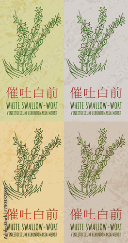 Set of vector drawing WHITE SWALLOW-WORT in Chinese in various colors. Hand drawn illustration. The Latin name is VINCETOXICUM HIRUNDINARIA MEDIK.
