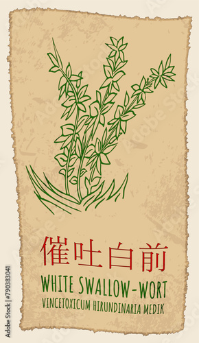 Vector drawing WHITE SWALLOW-WORT in Chinese. Hand drawn illustration. The Latin name is VINCETOXICUM HIRUNDINARIA MEDIK.
