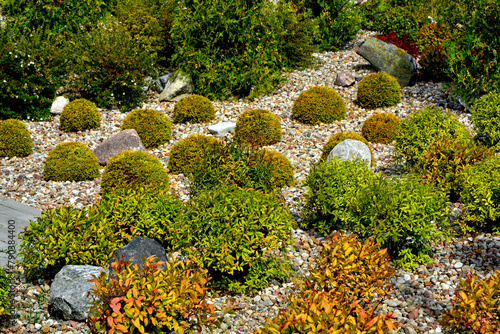 żólta tawuła japońska i Tuja Golden Globe w żwirowym ogrodzie, żółta tuja kulista i tawuła (Thuja occidentalis, Spiraea japonica), Coniferous bushes in a flowerbed are covered with pebbles