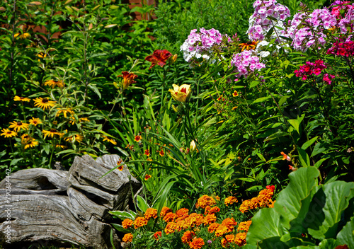 kolorowe floksy wiechowate i pomarańczowe aksamitki na kwiatowej rabacie w ogrodzie, Phlox paniculata, Tagetes patula, beautiful garden with marigold, lily and pflox, designer garden,	