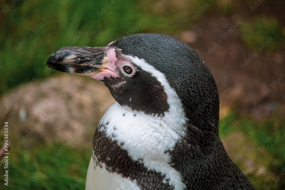 Obraz premium Penguin