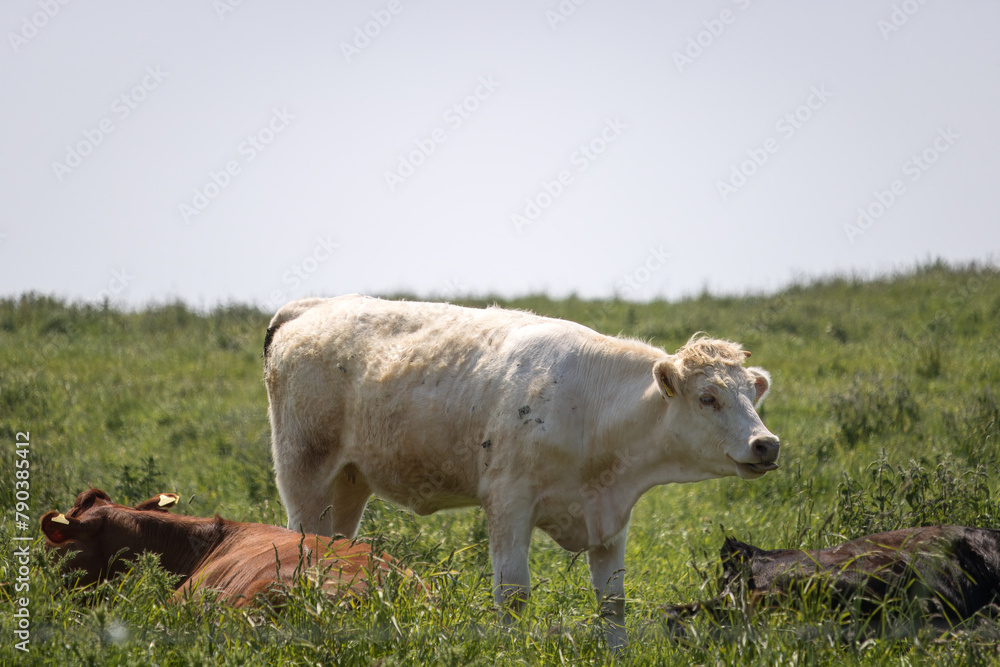 cow in the field cow in the field