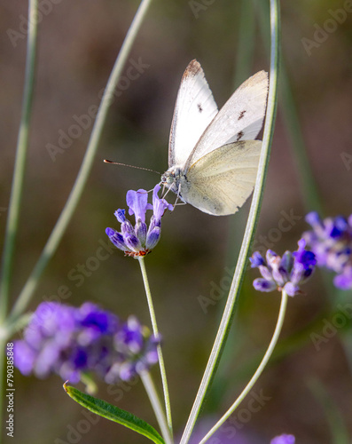 Macro of a cabbage white pieris rapae butterfly on lavender blossoms