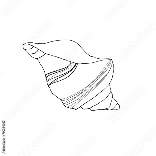 Hand drawn Vector line art illustration of sea Shell on isolated background. Drawing of Scallop and Starfish on outline style. Sketch of Cockleshell painted by black ink. Underwater fine art