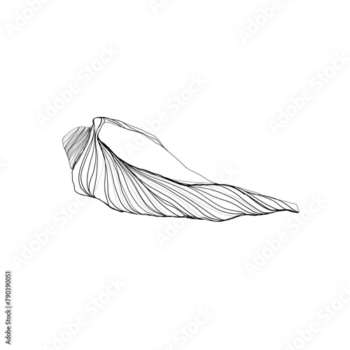 Hand drawn Vector line art illustration of sea Shell on isolated background. Drawing of Scallop and Starfish on outline style. Sketch of Cockleshell painted by black ink. Underwater fine art