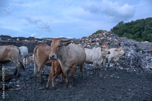 The cows in the municipal garbage shelter at piyungan landfill, Yogyakarta Indonesia photo