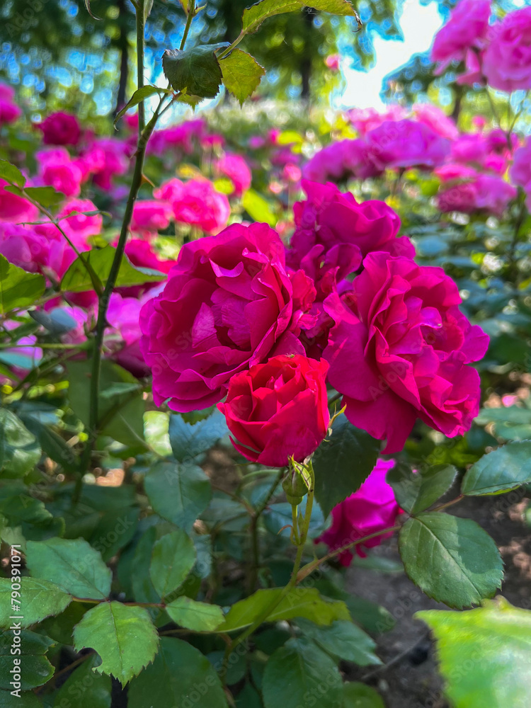 Germany, Nuremberg- 2022, May: pink roses in garden